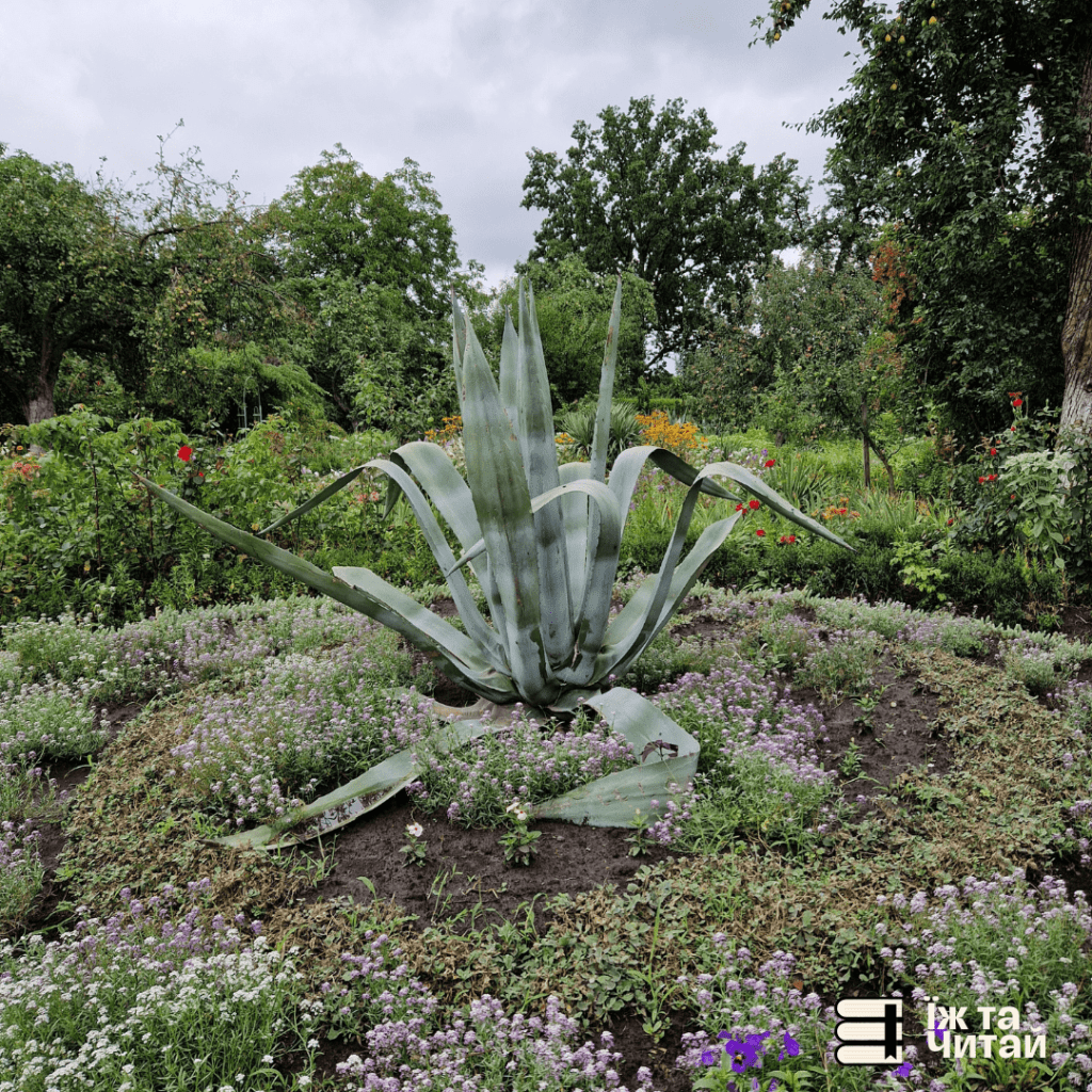 Сад у садибі-музеї М. М. Коцюбинського в&nbsp;Чернігові